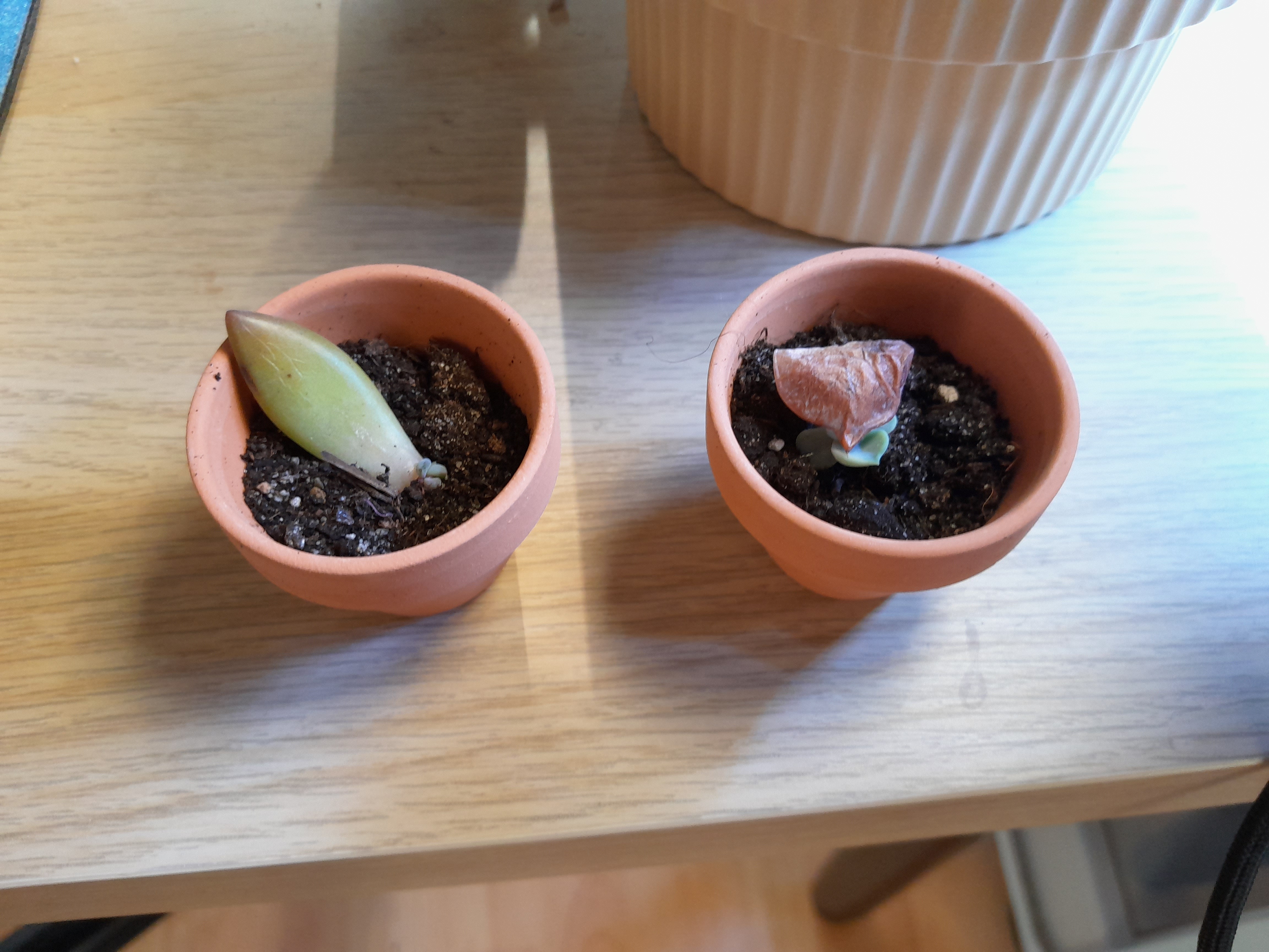 deux mini plantes dans deux minis pots. Elles ont des racines, promis.