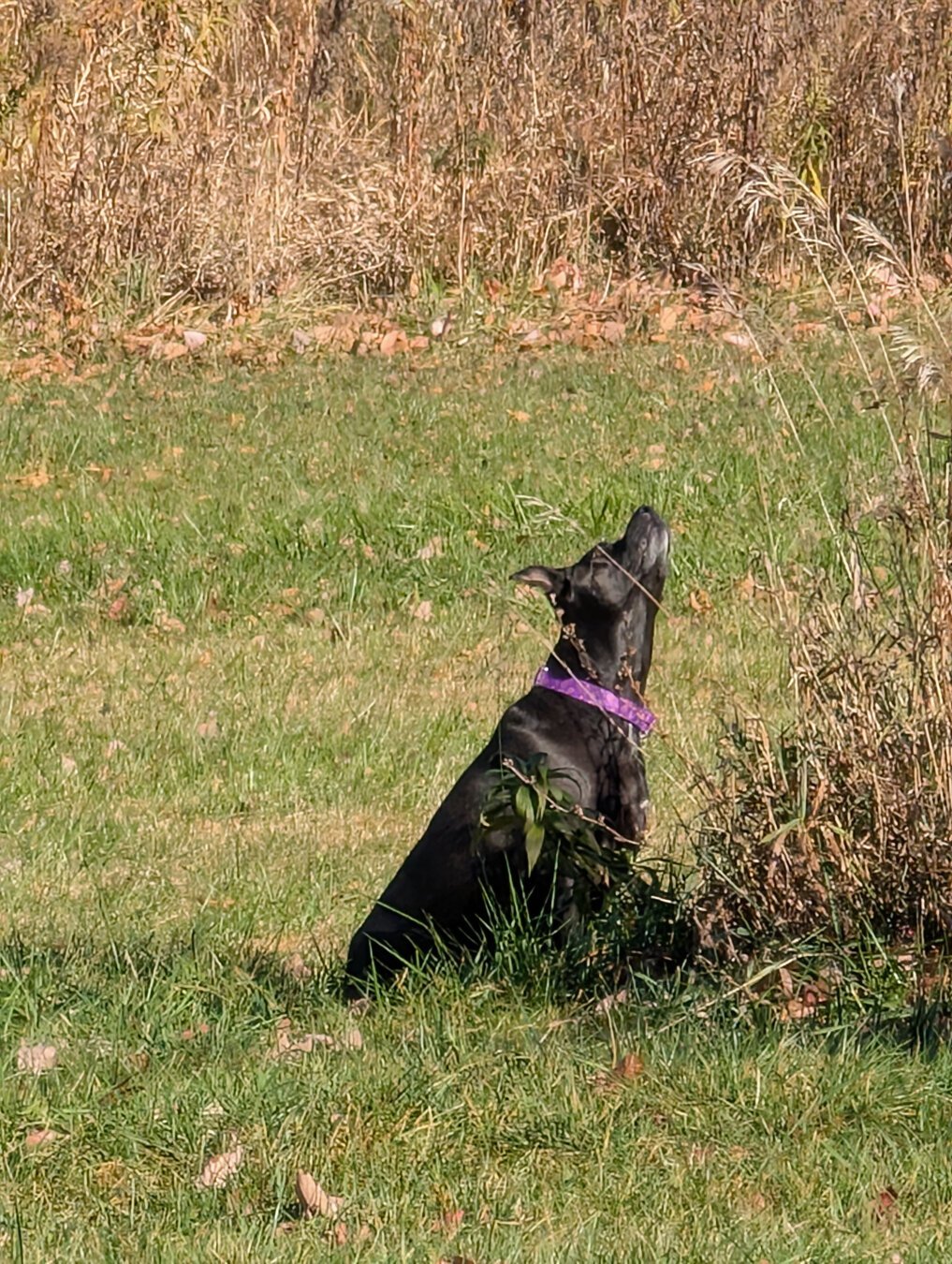 A black dog, outside, staring intently up at something