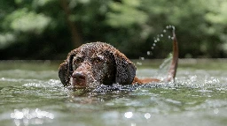 Cyanobactéries. La ville de Lille interdit la baignade aux chiens à la Citadelle