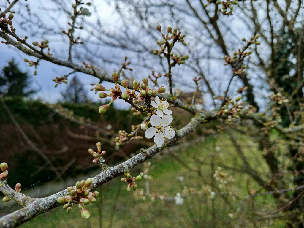 les premières fleurs de cerisier poussent