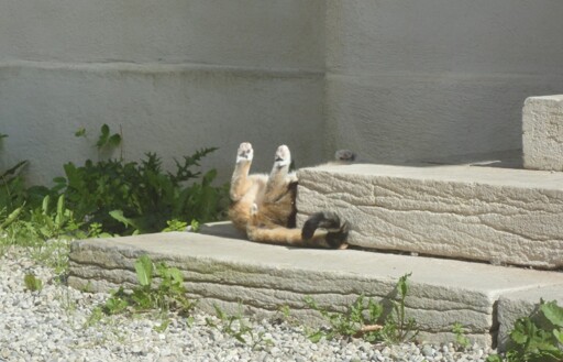 Cat lying on his back on an exterior stair. We see only his back legs up in the air, tail and butt hole.