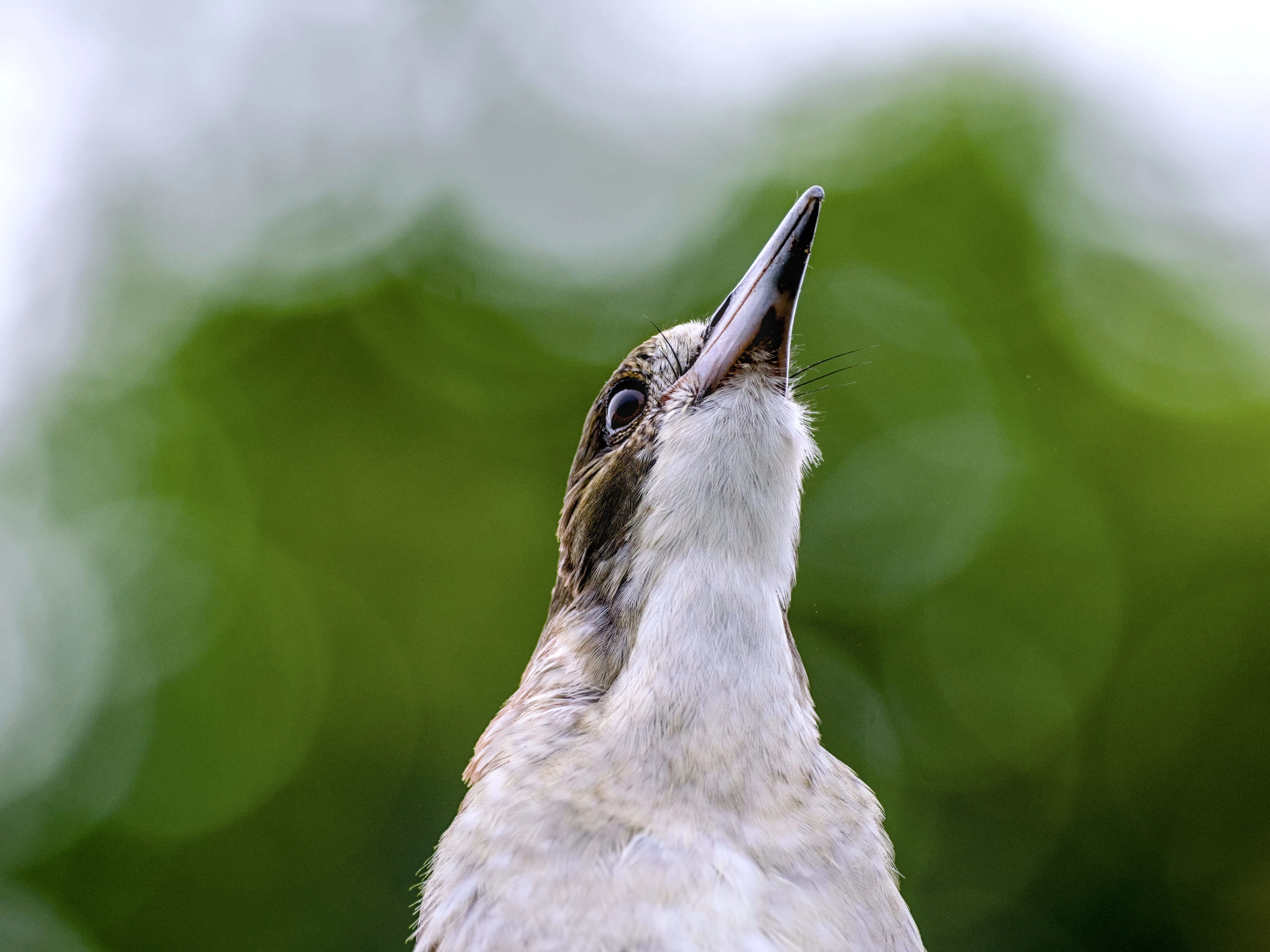 A young butcherbird photographed from below, with its head stretched out and held high moments before it burst in to song