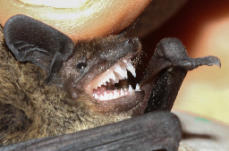 La chauve-souris est capable de tuer jusqu'à 3 000 moustiques chaque nuit