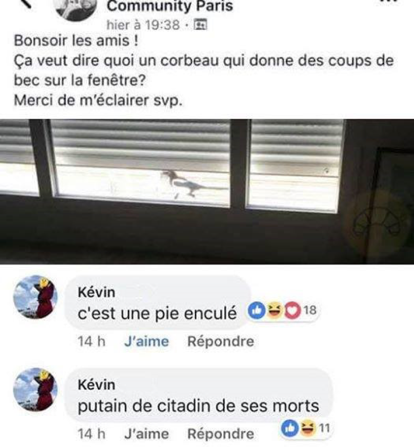 Meme "C'est une pie... citadins de ses morts