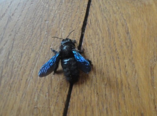 A insect with metallic blue wings and a 3-parts black body.