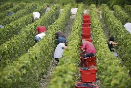 Dans les vignes, le gouvernement Attal taille les conditions de travail à la serpe - L'Humanité