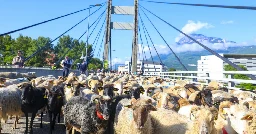 En images. 300 brebis et 200 agneaux débarquent à Grenoble pour la transhumance