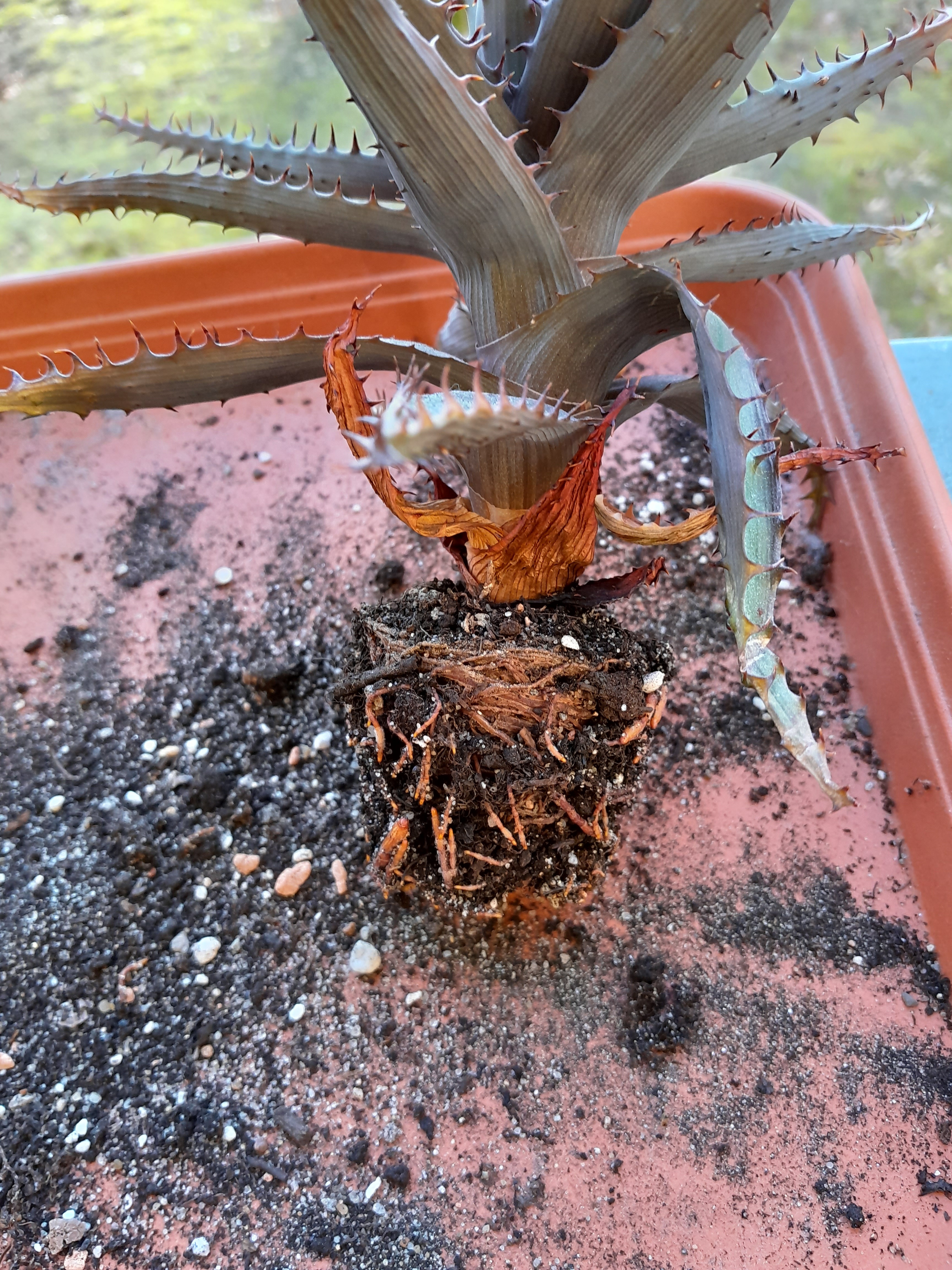 l'aloe au sortir de l'ancien pot, on voit beaucoup de racines très denses, c'est pas génial.