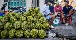 Le «miracle» durian nourrit la concurrence en Asie du Sud-Est