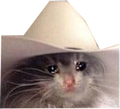 kitty cry cowboy