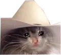 kitty cry cowboy