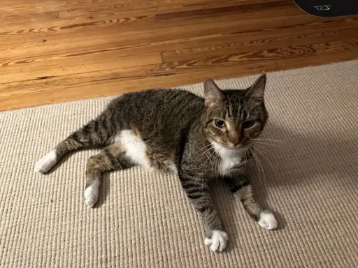 A male tabby cat with a bob tail lays on a tan carpet. His name was Wheatley and he was the sweetest boy.