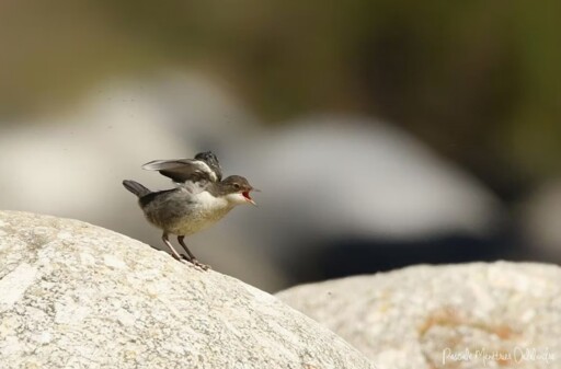 Petit cincle plongeur, oiseau un peu rond au plumage gris sur le dos, tête et ailes et blanc sur le ventre, cou, menton, sur un rocher, ailes ouvertes, qui piaille.