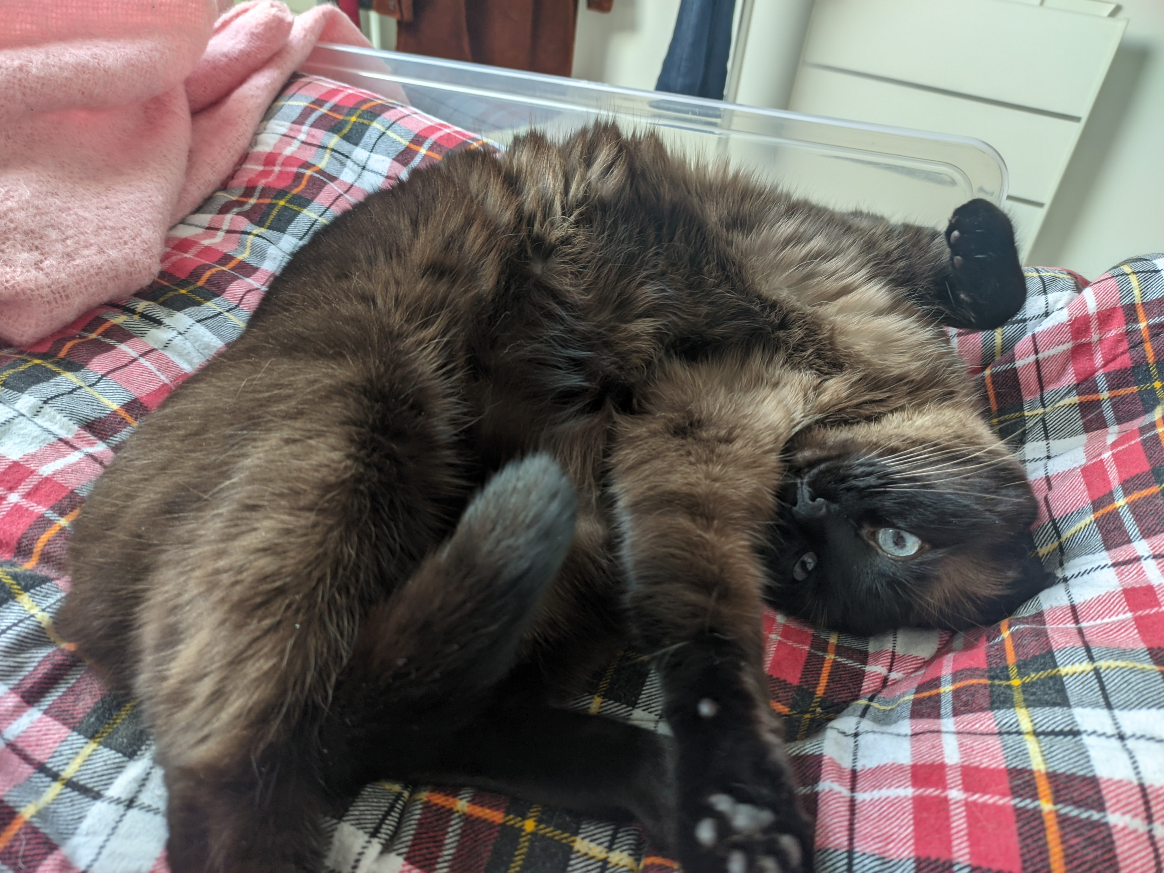 un gros chat à robe seal point présentant son ventre