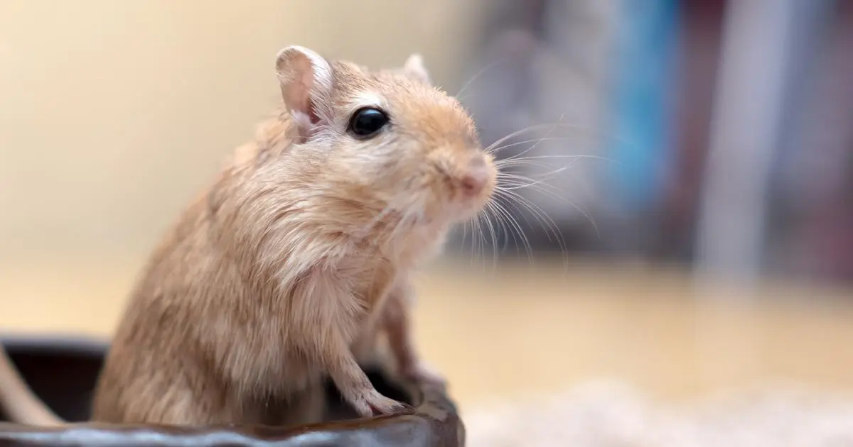 «Vous avez voulu faire les malins, c’est réussi» : travaux d’intérêt général requis contre l’étudiant qui a mâché à mort une souris