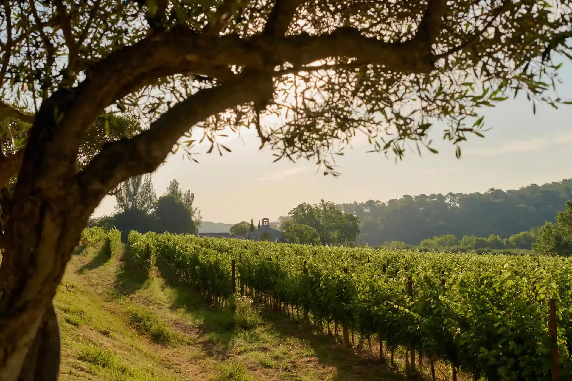 Aide à l'arrachage : dispositif exceptionnel - Syndicat des Vins Côtes de Provence