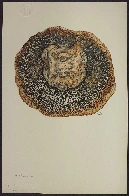 Alfred Riocreux, *Fossile de fougère arborescente Psaronius brasiliensis*, Aquarelle, 1840 (coll. Museum national d'histoire naturelle)