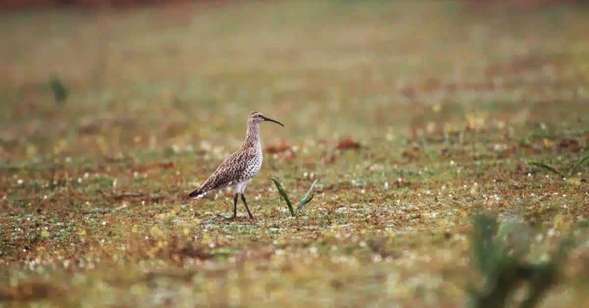 Extinction du courlis à bec grêle, une première en 500 ans