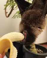 Miam miam ! Banane 6