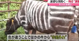 Environnement. Pour éviter les piqûres d’insectes, des éleveurs japonais déguisent leurs vaches en zèbres
