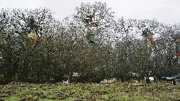 France: suspension de l'abattage des derniers arbres autour du projet d'autoroute A69
