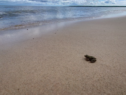 Photo d'un crapaud sur une plage d'Elk Island Provincial Park, contemplant la mer