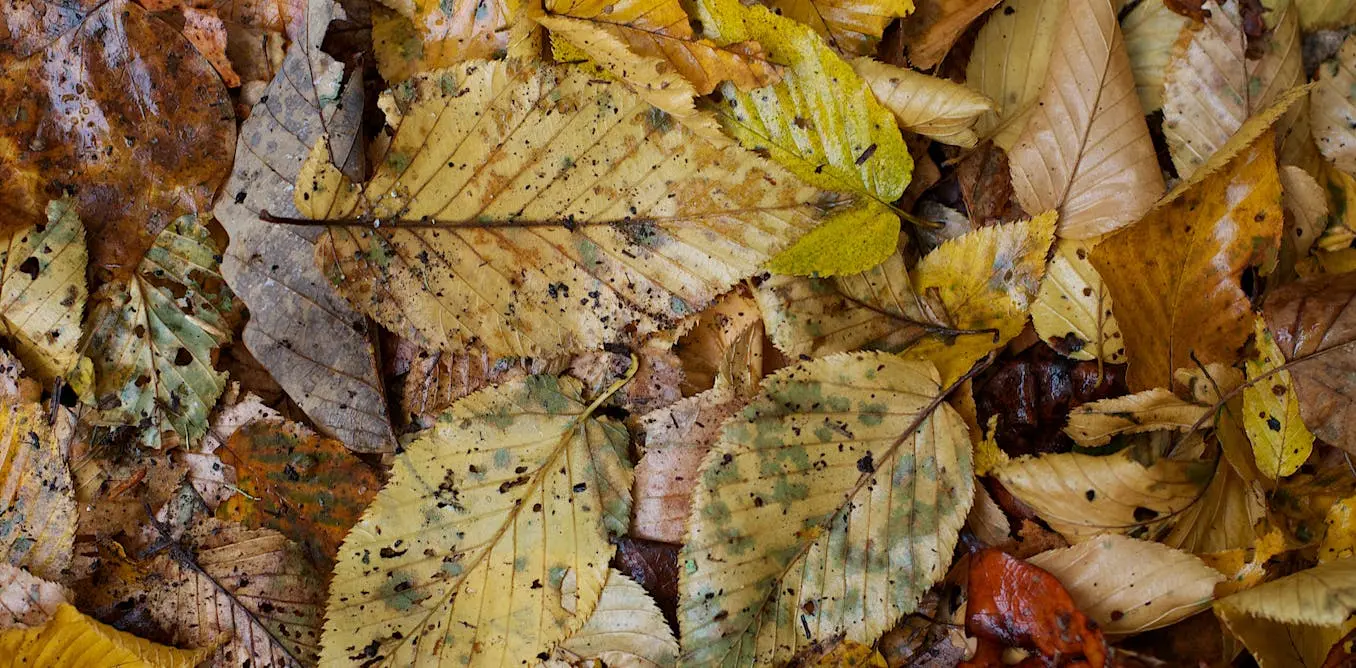 Éloge des feuilles mortes, carburant indispensable des écosystèmes