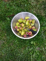 Figues