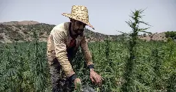 Maroc : près de 5 000 cultivateurs de cannabis graciés par Mohammed VI