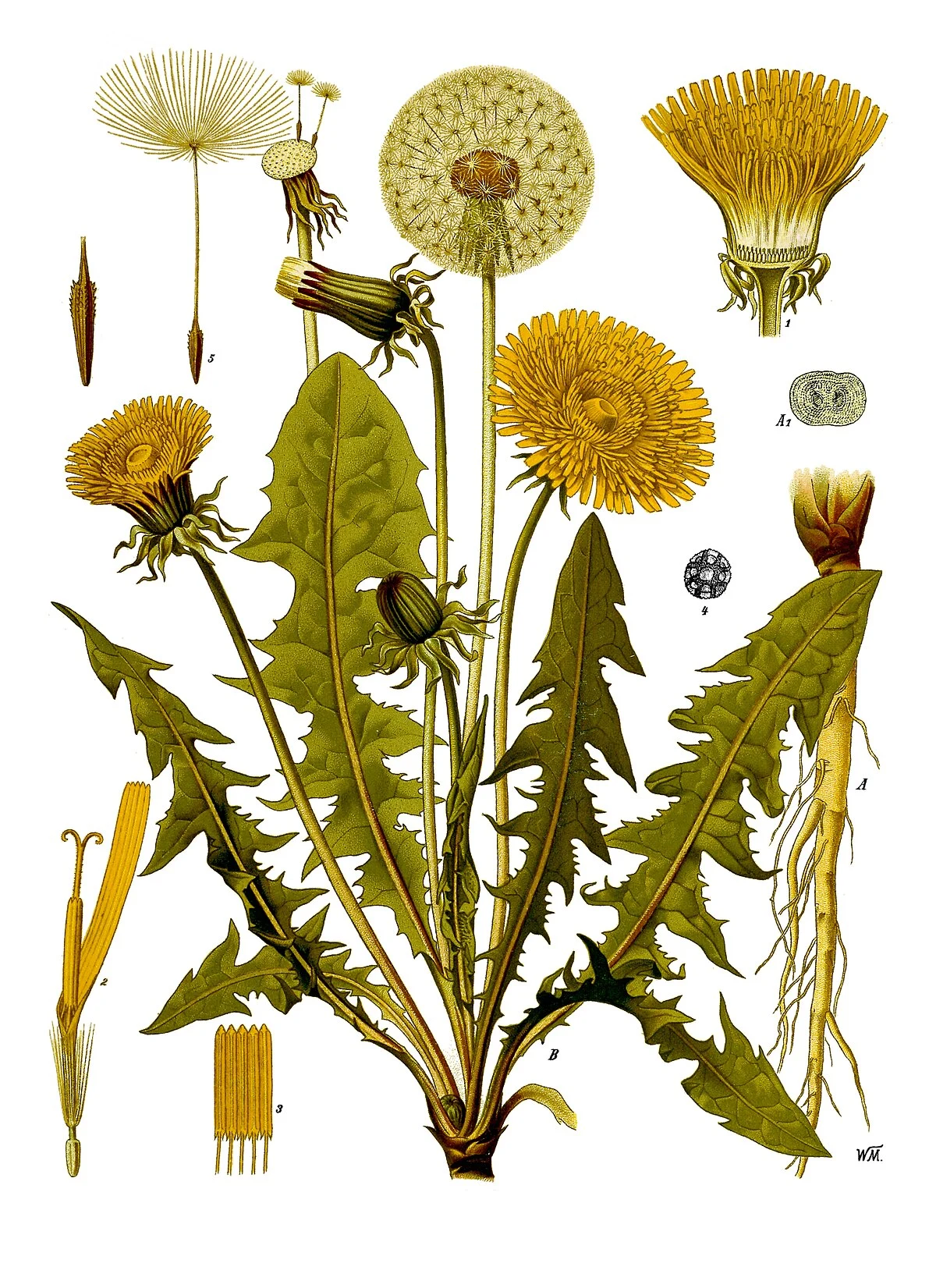 Taraxacum — Wikipédia