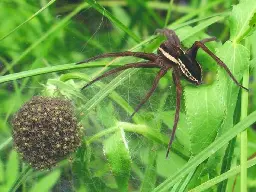 Giant spiders the size of rats making a comeback in UK