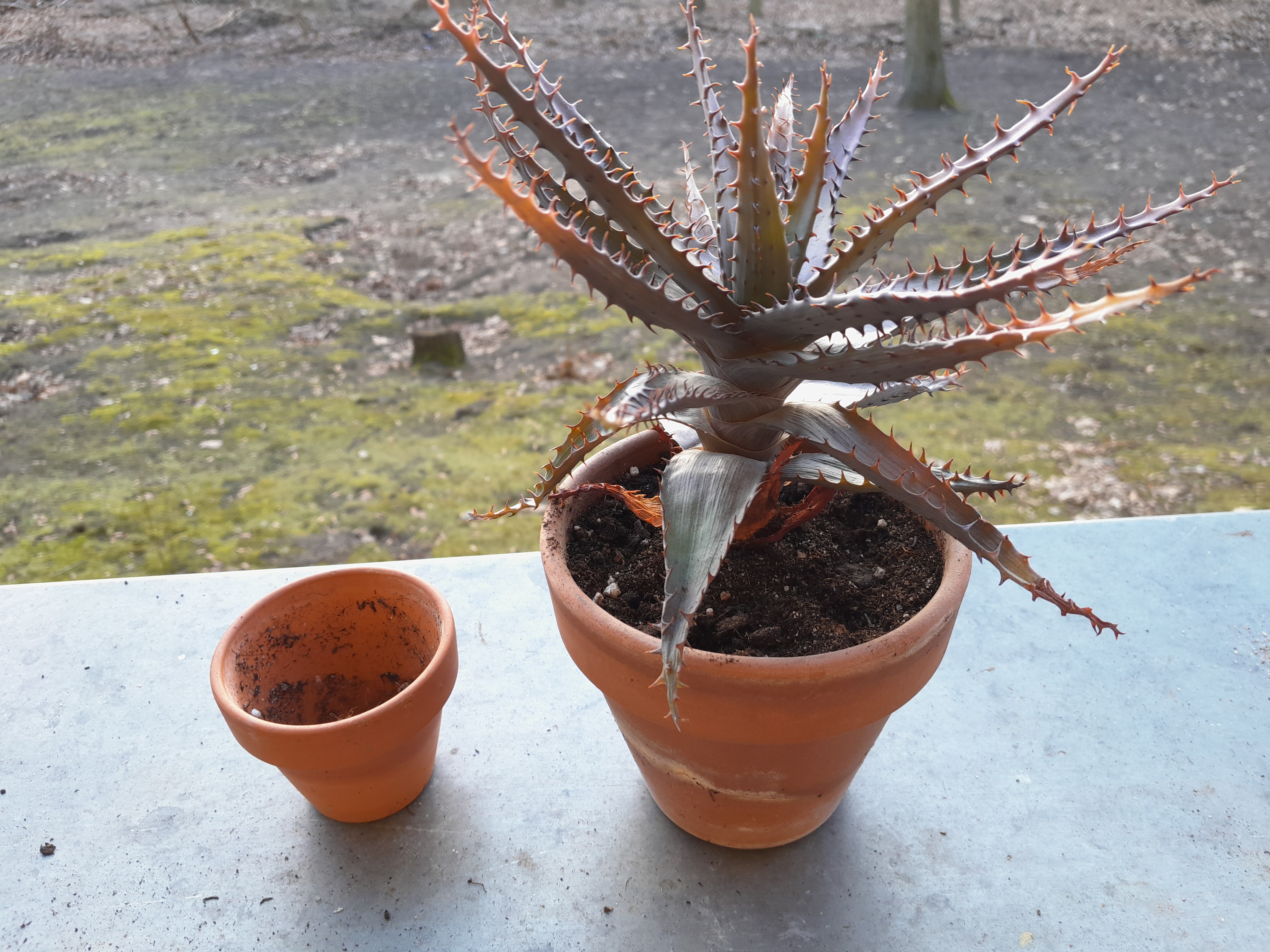 une plante grasse avec de longues feuilles pointues parsemées de petites épines qui est un peu jaunie et fait la gueule dans un pot à sa taille. à gauche son ancien pot, qui fait moins de la moitié du nouveau.