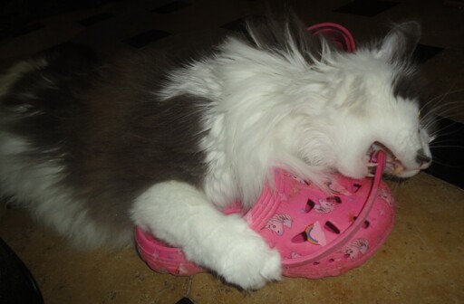 A fluffy white and grey cat is biting a pink unicorn croc shoe.