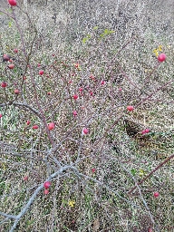 Les églantiers sont en fruits